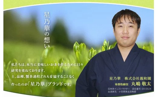 たっぷりお手軽!!八女星野 玉露ティーバッグ(50パック)