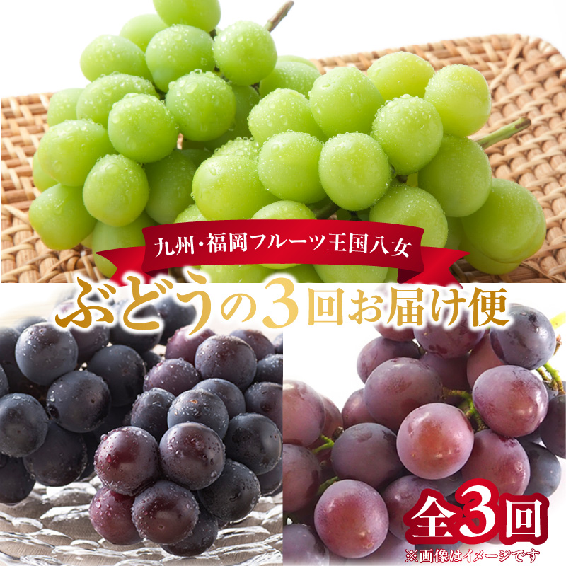 九州・福岡フルーツ王国八女　ぶどう3回お届け便【全3回】＜配送不可：北海道・沖縄・離島＞ ぶどう 葡萄 合計3回 巨峰 ピオーネ シャインマスカット 家庭用