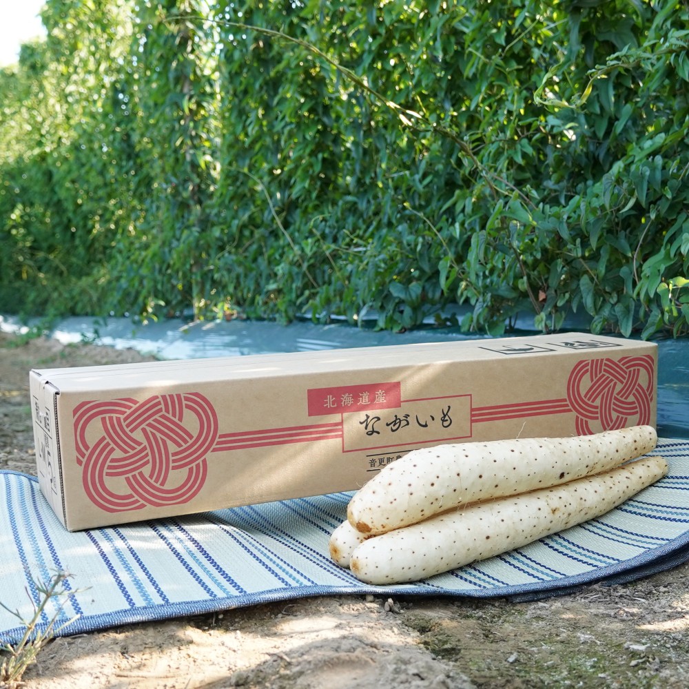 【ふるさと納税】令和6年産「JAおとふけ」ながいも 4本セット【B70】 約2.8kg 4本 Lサイズ 長いも 長芋 ながいも 芋 いも イモ お芋 おいも 根菜 やさい 野菜 十勝 北海道 音更町 送料無料