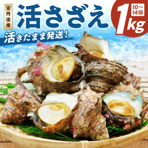【北畿水産　活きたまま発送】京丹後産さざえ1kg（10個から14個）
