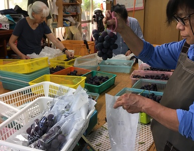 巨峰 きょほう 葡萄 ぶどう 約3kg 7～8房 【8月上旬～8月下旬発送予定】 みのだ観光農園 熊本県 宇城市産