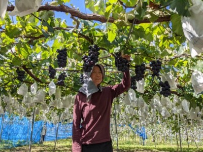 2025年発送 先行予約 訳あり 種あり巨峰＆シャインマスカット約1.8kg 4～6房 果物 ぶどう フルーツ デザート おやつ 長野県産 信州の葡萄 詰め合わせ