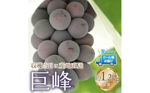 【2026年発送★先行予約】クール便発送　巨峰 1.2kg (2房) 179-021-26y