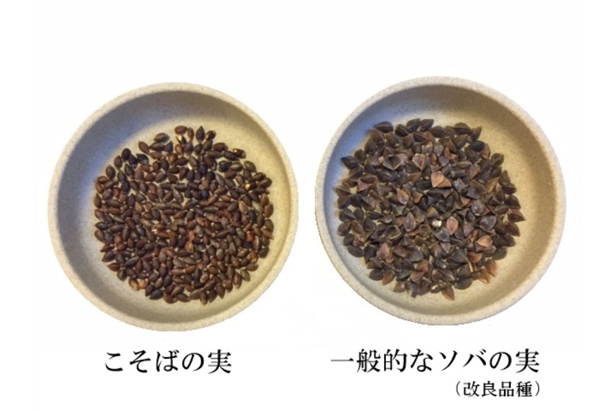 【新そば】妙高こそば 半生蕎麦 6人前 つゆ付き_イメージ3
