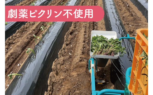 さつまいも シルクスイート 生芋 約5kg 詰め合わせ 焼き芋 熟成 貯蔵 サツマイモ しるくすいーと 生さつまいも やきいも 焼いも 焼芋 芋 イモ おやつ デザート 送料無料 農家直送 鹿畑ポテト