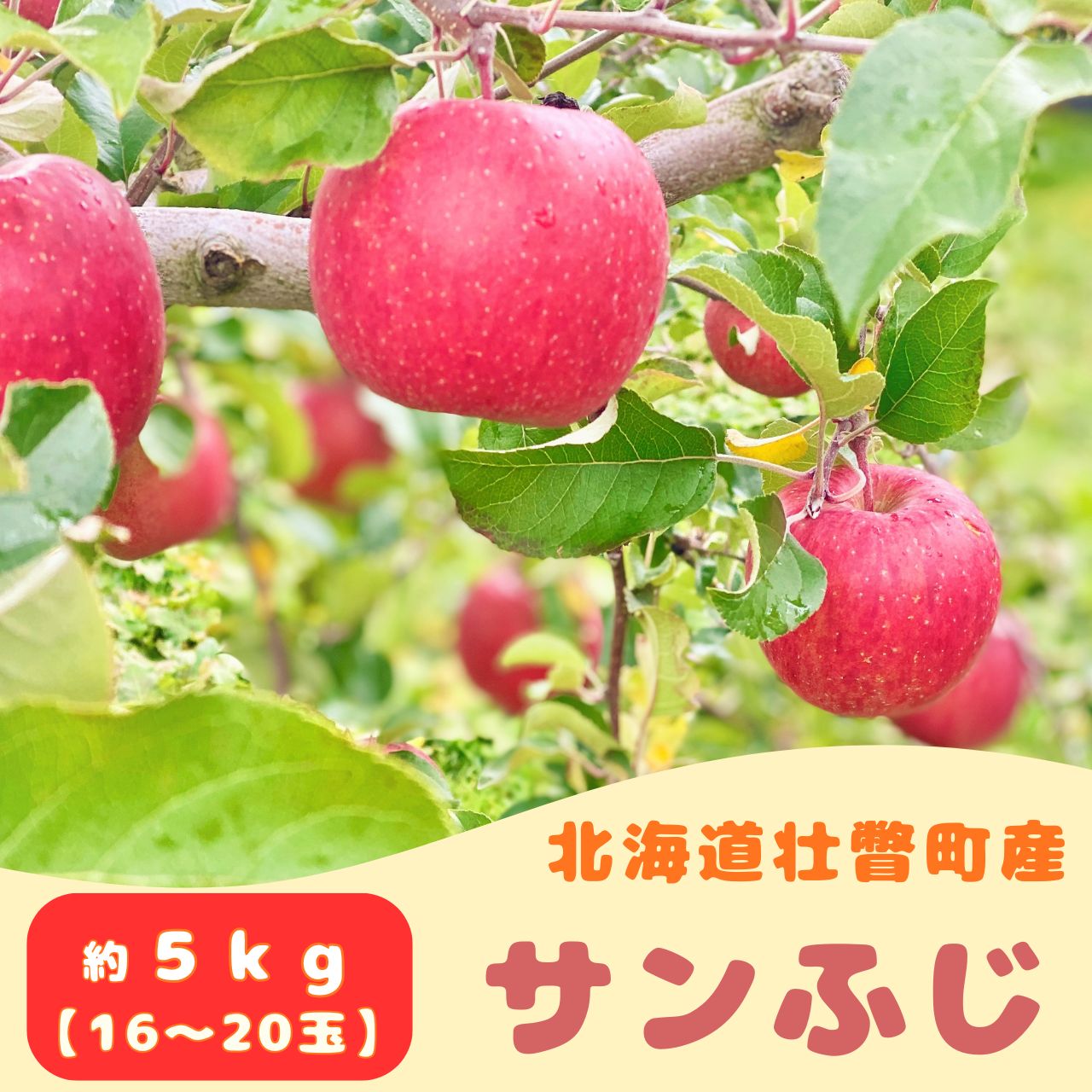 【ふるさと納税】ファームアグリエイトのりんご「サンふじ」約5kg（16～20玉） ふるさと納税 人気 おすすめ ランキング 北海道 壮瞥 りんご 蜜入り 5kg ふじ サンふじ 甘い 果物 おいしい 贈り物 贈物 贈答 ギフト 大容量 詰合せ セット 送料無料 SBTB015