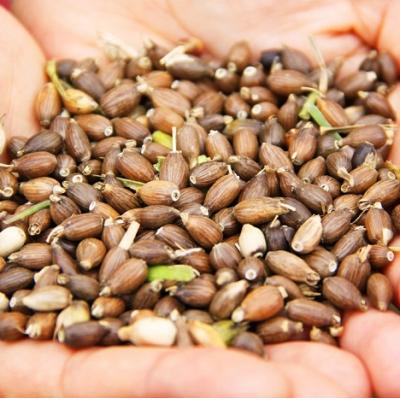 ふるさと納税 豊後高田市 豊後高田産ハトムギ茶(8g×10袋)3袋 |  | 02