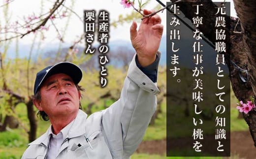 黄金桃 約3kg 7～12玉 ［小布施屋］ 桃 もも モモ フルーツ 果物 令和8年産 【2026年8月下旬～9月上旬発送】 ［A-11］