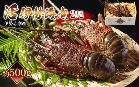 【 伊勢海老 】 活伊勢海老 約500g(2尾)  イセエビ