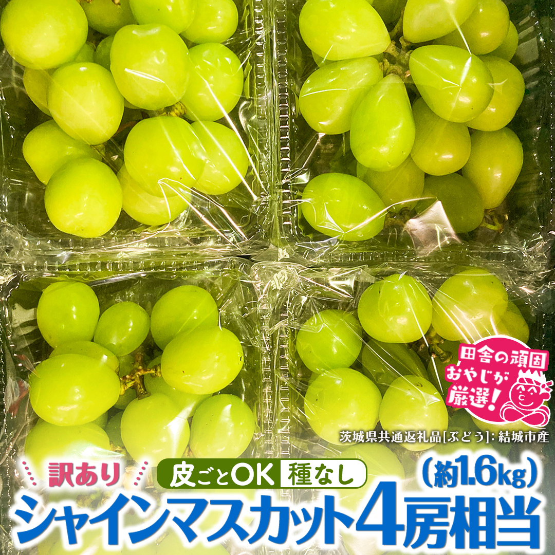 【2026年9月より発送開始】【 訳あり 】 シャインマスカット 4房相当（約1.6kg）  田舎の頑固おやじが厳選！（茨城県共通返礼品 [ぶどう]：結城市産） 果物 フルーツ 不揃い わけあり 家庭