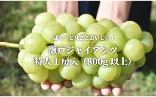 KF-B055-02【きよとうファーム】瀬戸ジャイアンツ　特大１房 /800g以上 (岡山県産)