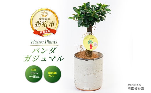 
【観葉植物】前園植物園と指宿の陶芸家がコラボ！パンダガジュマル35cm～45cm 陶器鉢カバー入り(前園植物園/035-1508) 南国鹿児島県で育った 観葉植物！植物 鉢付 インテリア 室内 オフィス おしゃれ プレゼント ギフト 開店祝い 移転祝い マイナスイオン【配送不可地域：北海道・沖縄県・離島】
