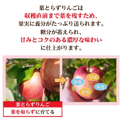 【26年11月から順次発送!】青森県産 りんご 葉とらずサンふじ 訳あり家庭用 約10kg【配送不可地域：沖縄県】