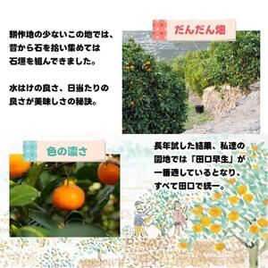 有田みかん しにせの味 約3kg S～2Lのいずれか 秀品または優品