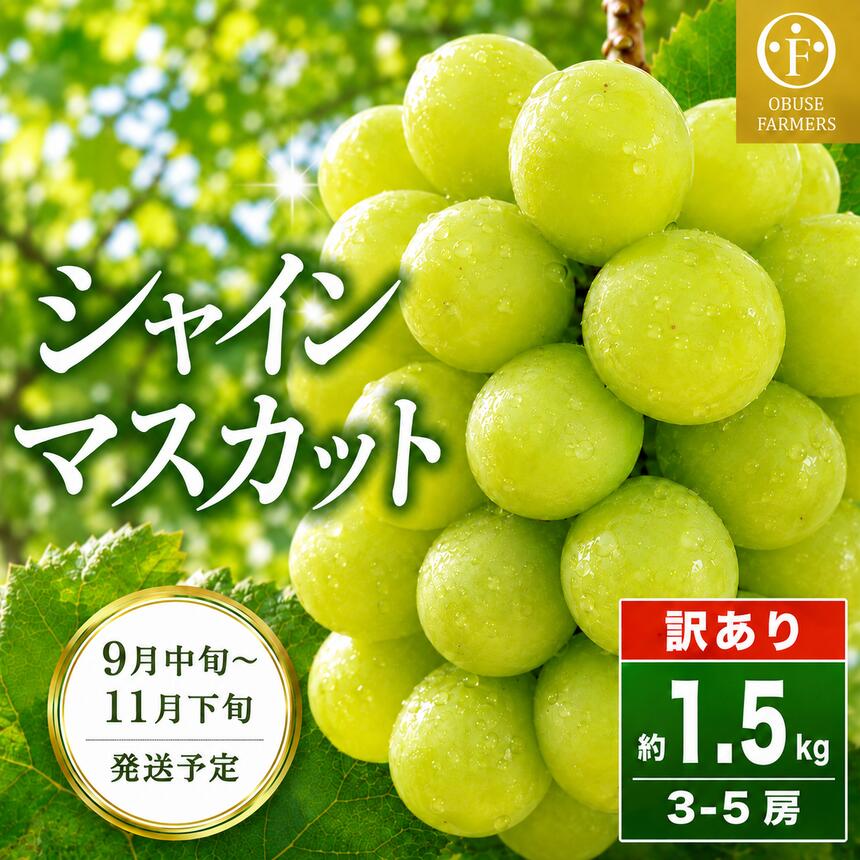 【ふるさと納税】【訳あり】シャインマスカット 約1.5kg 3～5房 ［おぶせファーマーズ］家庭用 果物 フルーツ ぶどう 規格外 不揃い 傷 令和8年産 【2026年9月中旬～11月中旬発送】