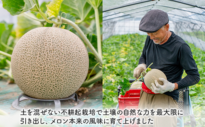 【2026年夏発送】北海道 富良野産 青肉メロン 2玉 計2.8kg以上