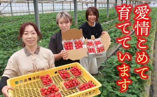 【先行予約】【数量限定200セット】嘉山農園の完熟バラ詰めいちご とちおとめ（260g×2パック）イチゴ 苺 フルーツ 果物 いちご 大粒 大容量 たっぷり 2パック 完熟 とちおとめ 農園 小分け 