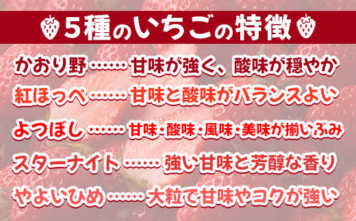  農場長厳選の美味しいいちご 400g【200g×2パック 苺 詰め合わせ 島根県 安来市産】
