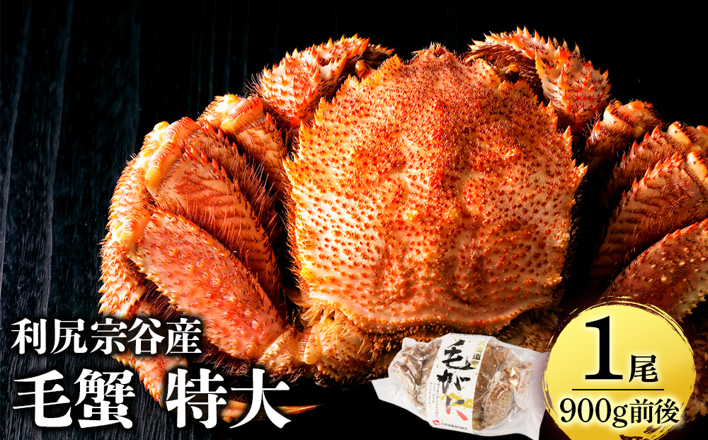 【2025年4月以降発送】北海道 利尻・宗谷産 毛ガニ 特大サイズ（900g前後） 1尾＜利尻漁業協同組合＞