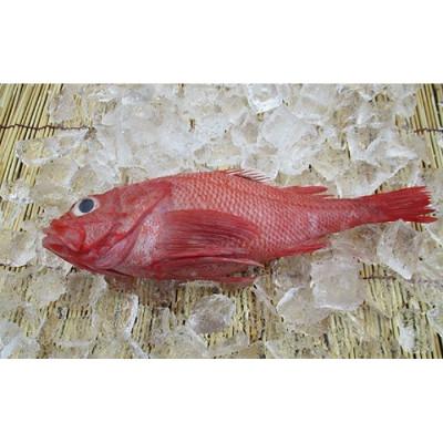 ふるさと納税 羅臼町 北海道羅臼産　キンキ(煮付け、焼き物向け) 大 　300g前後×3尾(内臓・ウロコ処理ずみ。生冷凍) |  | 03