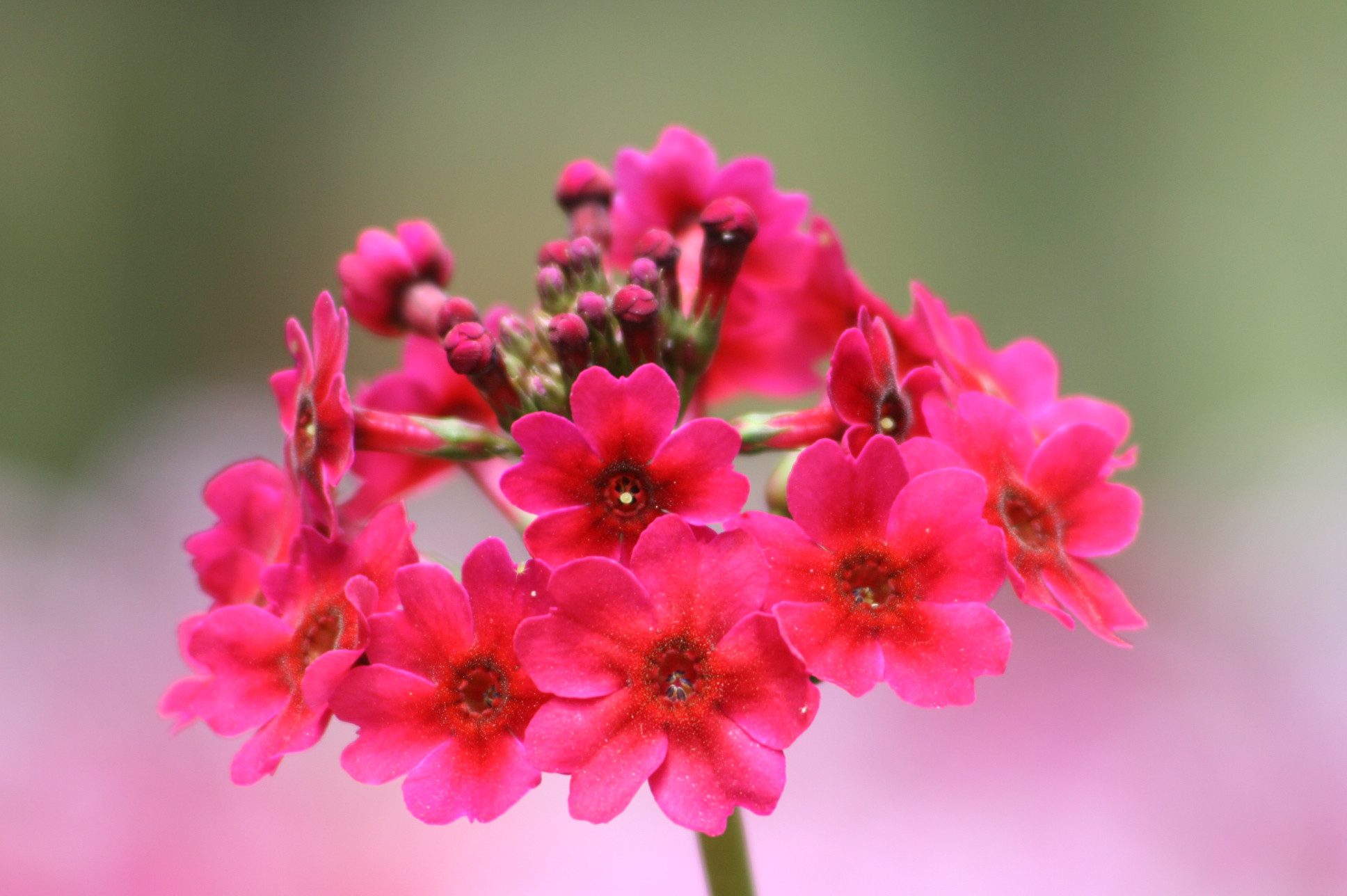 名前の由来となった村花くりん草