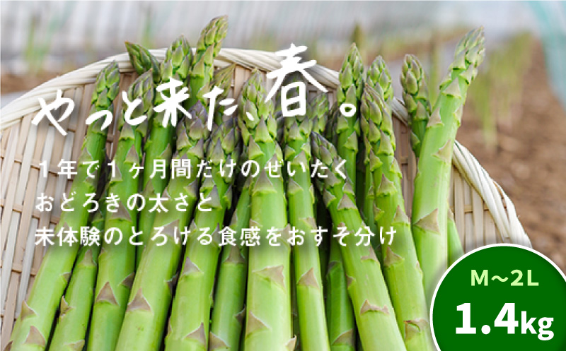 北海道産「春一番！グリーンアスパラガス」M・Lサイズ以上1.4kg