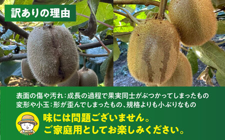 【11月中旬から順次発送】【訳あり】グリーンキウイ 2kg （約15玉から20玉）/玉川農園 キウイ 訳あり キウイフルーツ フルーツ 果物 くだもの[AGBC011]