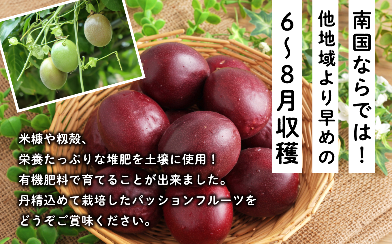 令和6年産 種子島産パッションフルーツ1ケース （12個入り）【新栄物産】