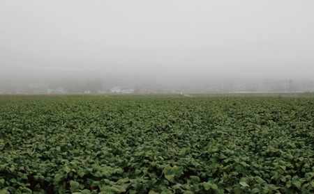 黒豆きな粉 450g(150g×3袋)  新丹波黒 きなこ 黒豆 京都 丹波 京丹波町産 国産 オリジナル 多用途 常温保存 使いやすい チャック付き袋
