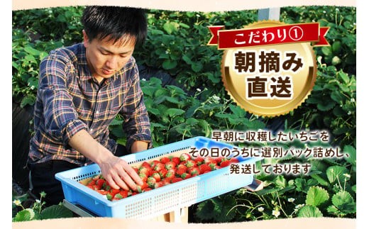 スカイベリー×とちおとめ 食べ比べセット 560g《12月中旬～4月の期間で発送》澳原いちご農園  | いちご 苺 イチゴ フルーツ 果物 産地直送 栃木県産