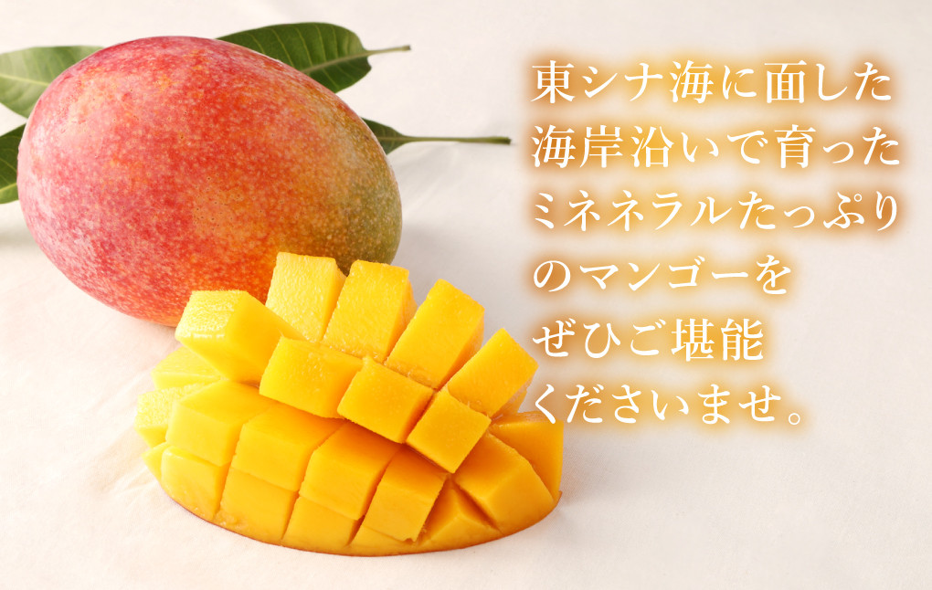 【2024年発送】【贈答用】島マンゴー園の完熟マンゴー Ａ品 1kg 