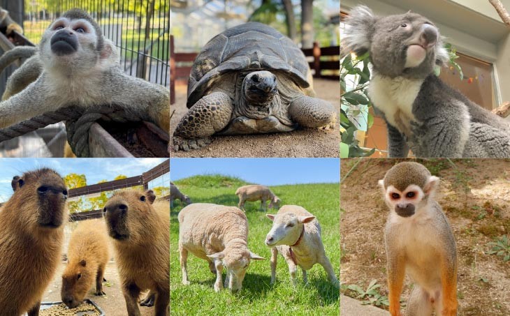 動物イメージ
