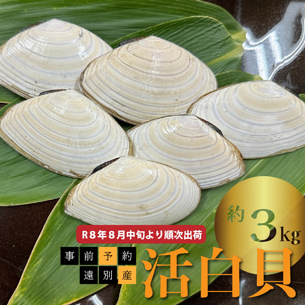 【ふるさと納税】R8年8月中旬より順次出荷　遠別産　活白貝（約3kg）【事前予約】