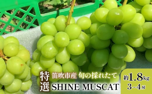 ＜25年発送先行予約＞山梨県笛吹市 特選 シャインマスカット 約1.8kg 3房～4房　105-002