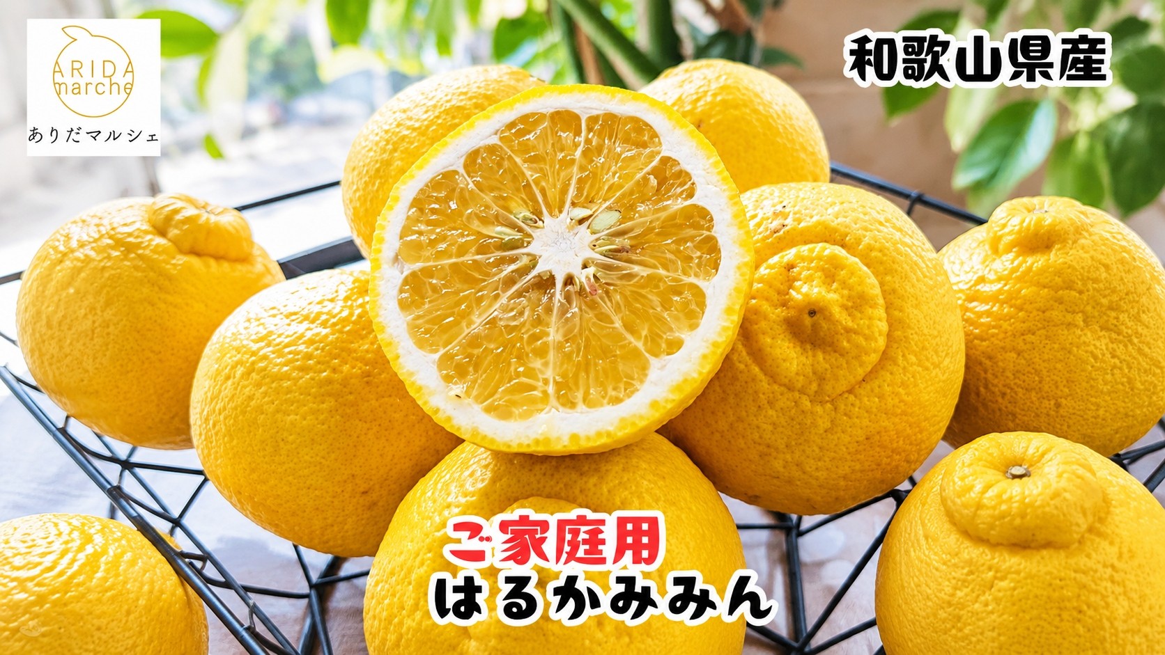 
                  【人気柑橘】 有田 育ちの はるか みかん（訳あり 家庭用） 1kg+200g(傷み補償分)【ard019-c-1】
                