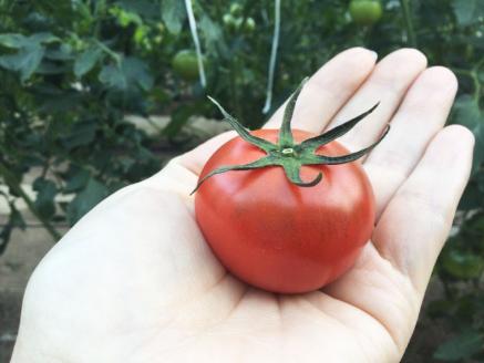 【3回定期便】織田トマト フルーツトマト約1kg×3回 （約3kg） 高知 真っ赤なフルーツ太陽
