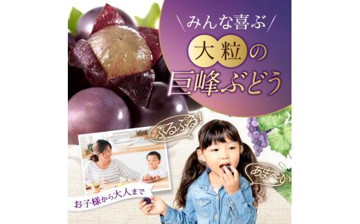 種なしぶどうの定番！