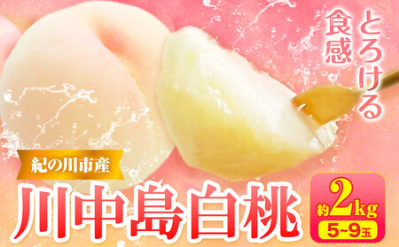 【先行予約】桃 川中島白桃 紀の川市産 約2kg(6-9玉) 紀農人株式会社《2026年7月中旬-8月上旬頃出荷》 和歌山県 紀の川市 果物 フルーツ 桃 もも モモ 旬