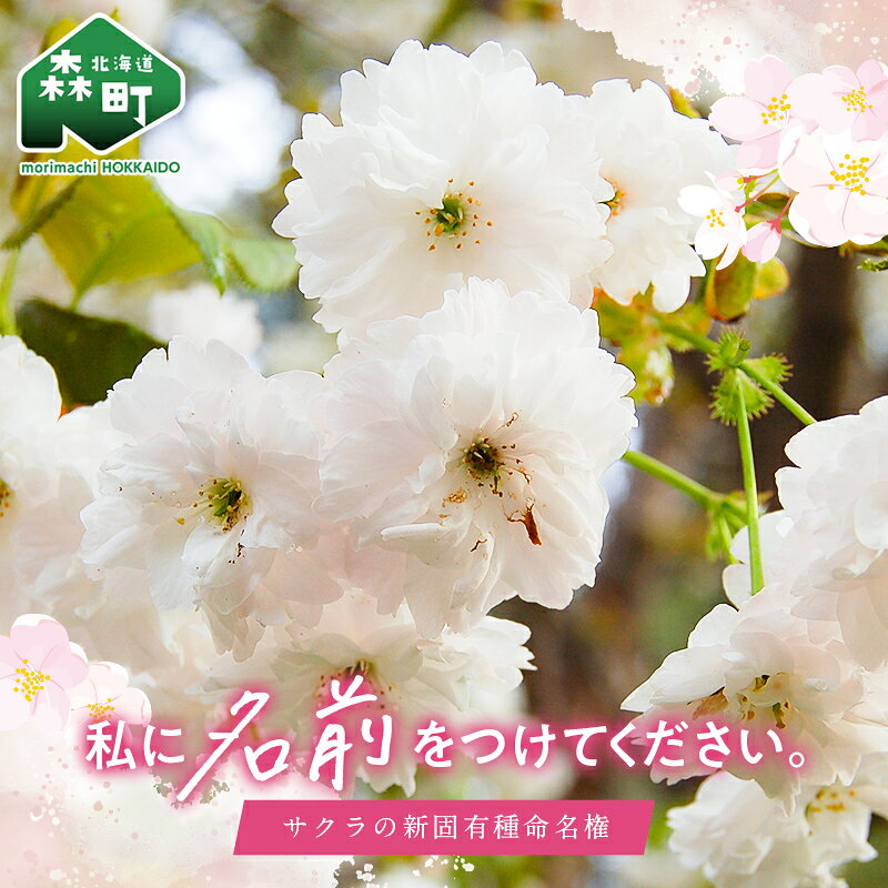 【ふるさと納税】【私に名前をつけてください】サクラの新固有種命名権 桜 さくら 北海道 森町 mr1-1383