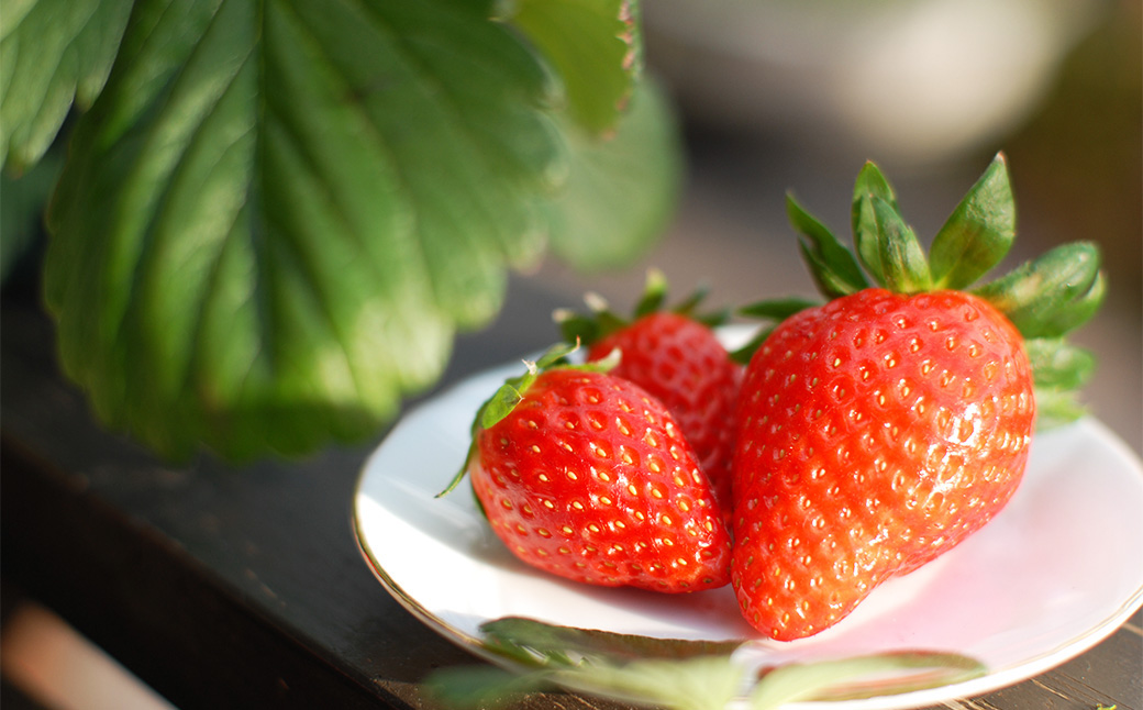 のらくら農園の新鮮いちご・たっぷりセット 合計1500g （250g×6パック） 【指定日必須】 【2026年3月上旬～3月下旬迄発送予定】 ／ いちご イチゴ 苺 章姫 パック 果物 くだもの フル