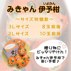 【2027年2月上旬頃から順次発送】 みきゃんいよかん 2kg｜ いよかん 伊予柑 イヨカン みきゃん 柑橘 取り寄せ 甘いみかん ギフト 愛媛県産 ミカン みかん mikan 蜜柑 フルーツ 果物 
