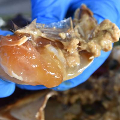 ふるさと納税 湖西市 【浜名湖産】ワタリガニ(ガザミメス)のカンジャンケジャン3杯入り×5パック　計15杯 |  | 02