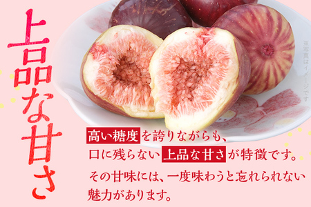 博多とよみつひめ 1,000g（４パック）【2025年8月～9月に発送予定】 CD23