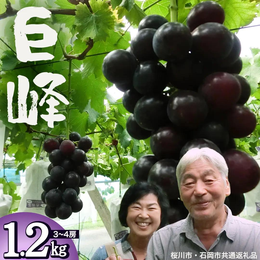 巨峰 約1.2kg (桜川市・石岡市共通返礼品）2026年8月下旬発送開始 開田ぶどう園 産地直送 フルーツ 甘い 直送 茨城 限定 ぶどう 巨峰 果物 [DO001sa]