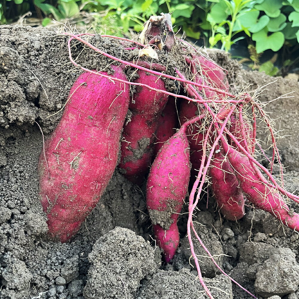 【ふるさと納税】福岡県産熟成紅はるか 約3kg さつまいも イモ 芋 紅はるか 野菜 福岡県産 九州産 送料無料 【2025年11月上旬～2026年2月上旬に順次発送予定】
