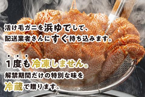 ＜2024年1月から順次発送＞ 北海道産 かに 浜ゆで 毛がに 2尾 計 600g 以上 ＜ 予約商品 ＞ 毛蟹 毛ガニ 北海道 冷蔵 けがに かに味噌 カニ味噌 ボイル 新ひだか町