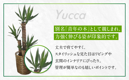 ユッカ 観葉植物 植物 7号鉢 人気 おしゃれ かわいい お手入れ 室内 大鉢 中型 インテリア リビング 玄関 寝室 キッチン オフィス プレゼント ギフト 新居 入居 インテリアグリーン グリーン
