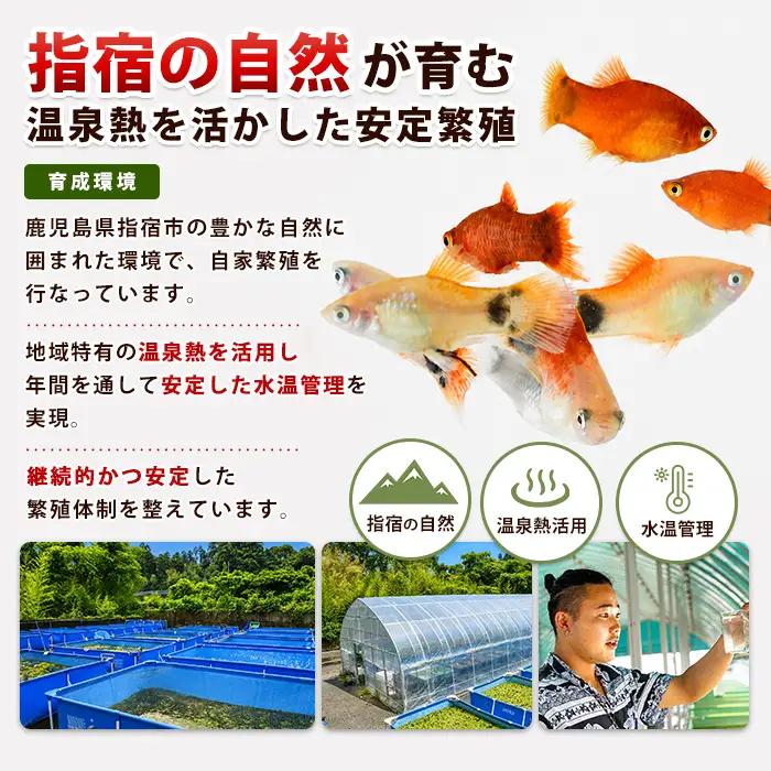 【10営業日以内に発送】ミックスプラティ10匹＋マツモ付き (アクアファームはくと/IB167-004)