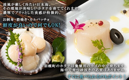 【先行予約】北海道 羽幌町産 殻付き活ホタテ 約3kg（15～20枚・ヘラ付き）