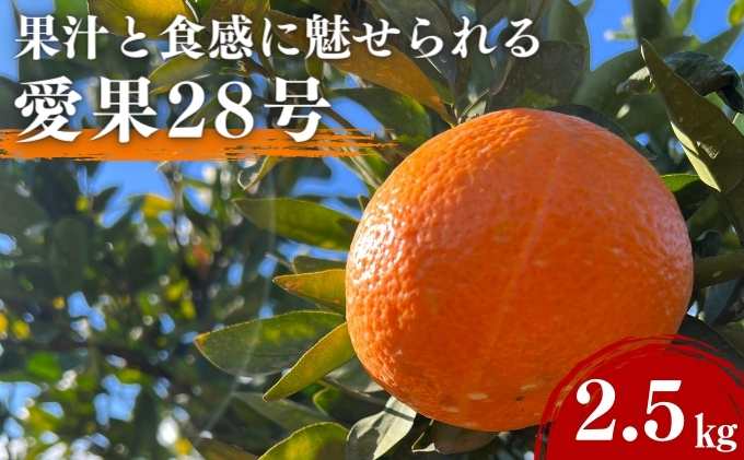 
            愛果28号 約2.5kg 東温市産 サイズお任せ 「 紅まどんな 」の同一品種（品種名： 愛媛果試28号 ） 今が旬 農園直送 みかん 人気 数量限定 先行予約 愛媛みかん かんきつ 愛媛県 フルーツ 果物 くだもの 甘い [№5303-0232]
          